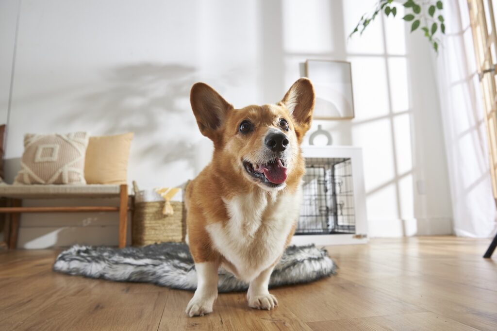 Pembroke Welsh Corgi standing on the floor and smiling. Learn about Pembroke vs. Cardigan Welsh corgis