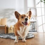 Types of Corgis: Pembroke Welsh Corgi vs. Cardigan Welsh Corgi