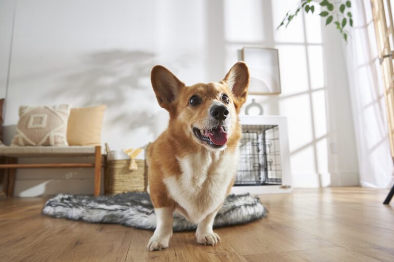 Pembroke Welsh Corgi standing on the floor and smiling. Learn about Pembroke vs. Cardigan Welsh corgis