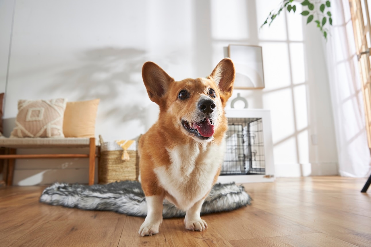 Pembroke Welsh Corgi, a herding dog, standing on the floor and smiling
