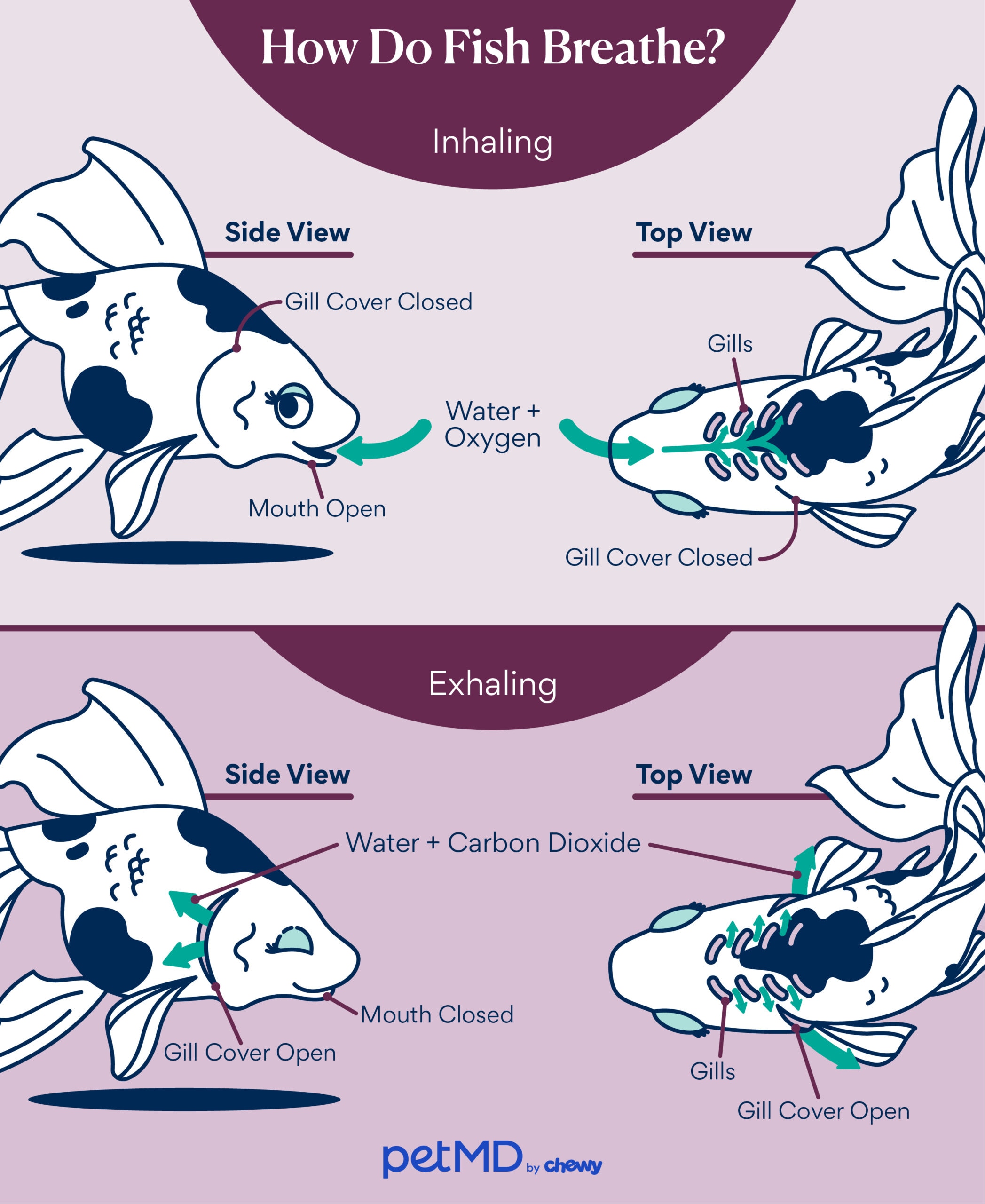 How fish breathe infographic