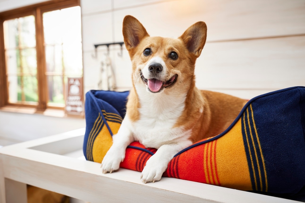 Pembroke Welsh Corgi lying in a colorful dog bed
