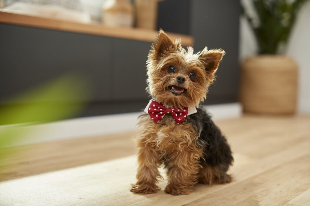 Small Yorkshire Terrier sitting and wearing a bowtie. Learn about the Yorkshire Terrier vs. Silky Terrier.