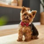 Silky Terrier vs. Yorkshire Terrier: What’s the Difference?