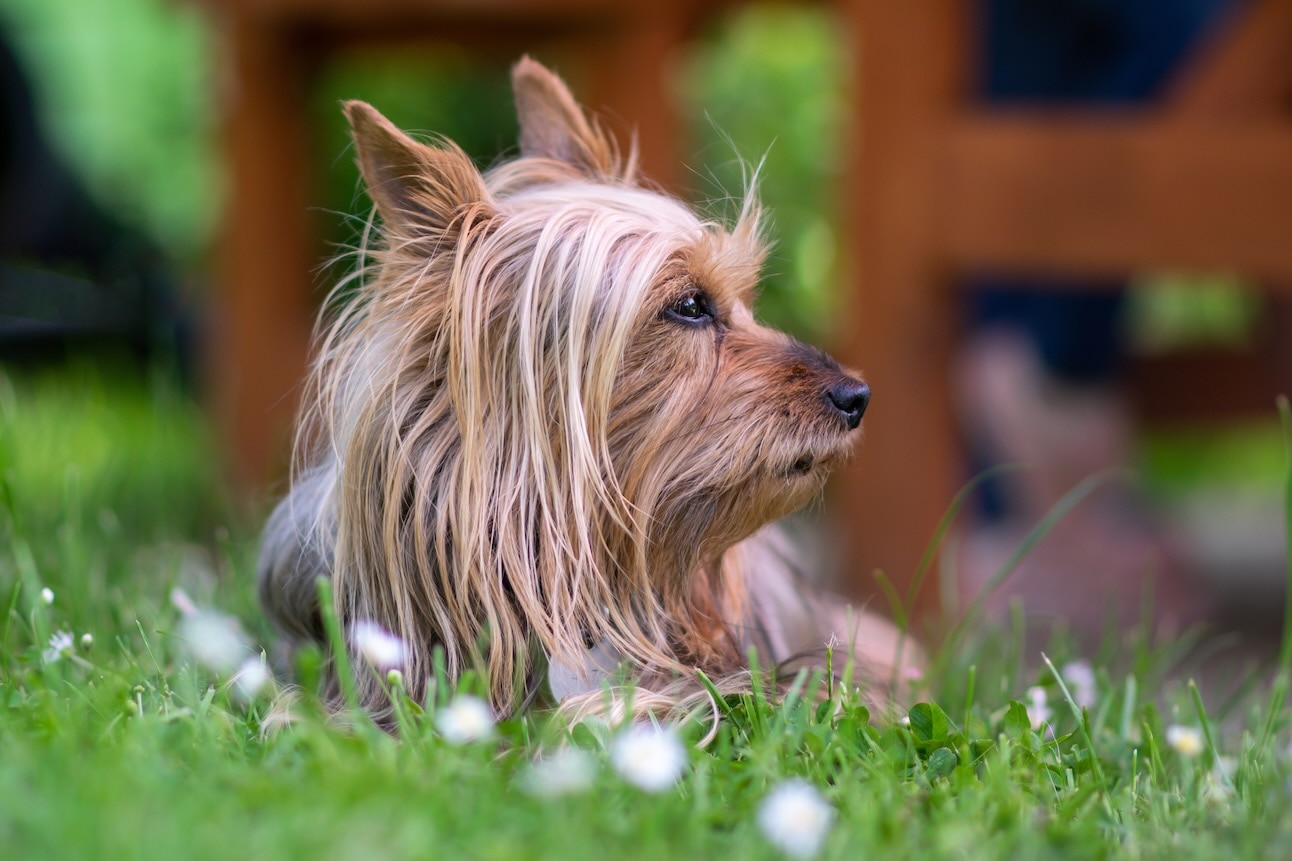 a silky terrier lies in the grass with his head turned to the side
