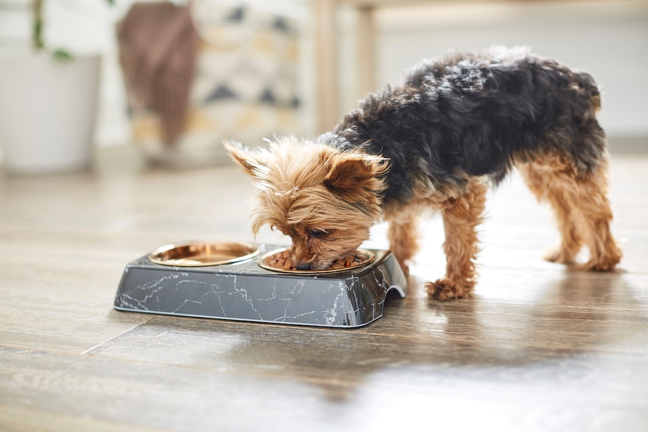 A Yorkie Terrier eats from a food bowl. 