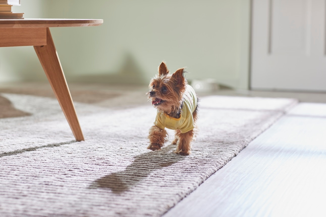 A small Yorkie Terrier walks across the living room floor wearing a yellow sweater