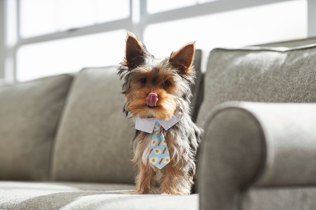 A small Yorkie sits on a couch wearing an eggs and bacon tie