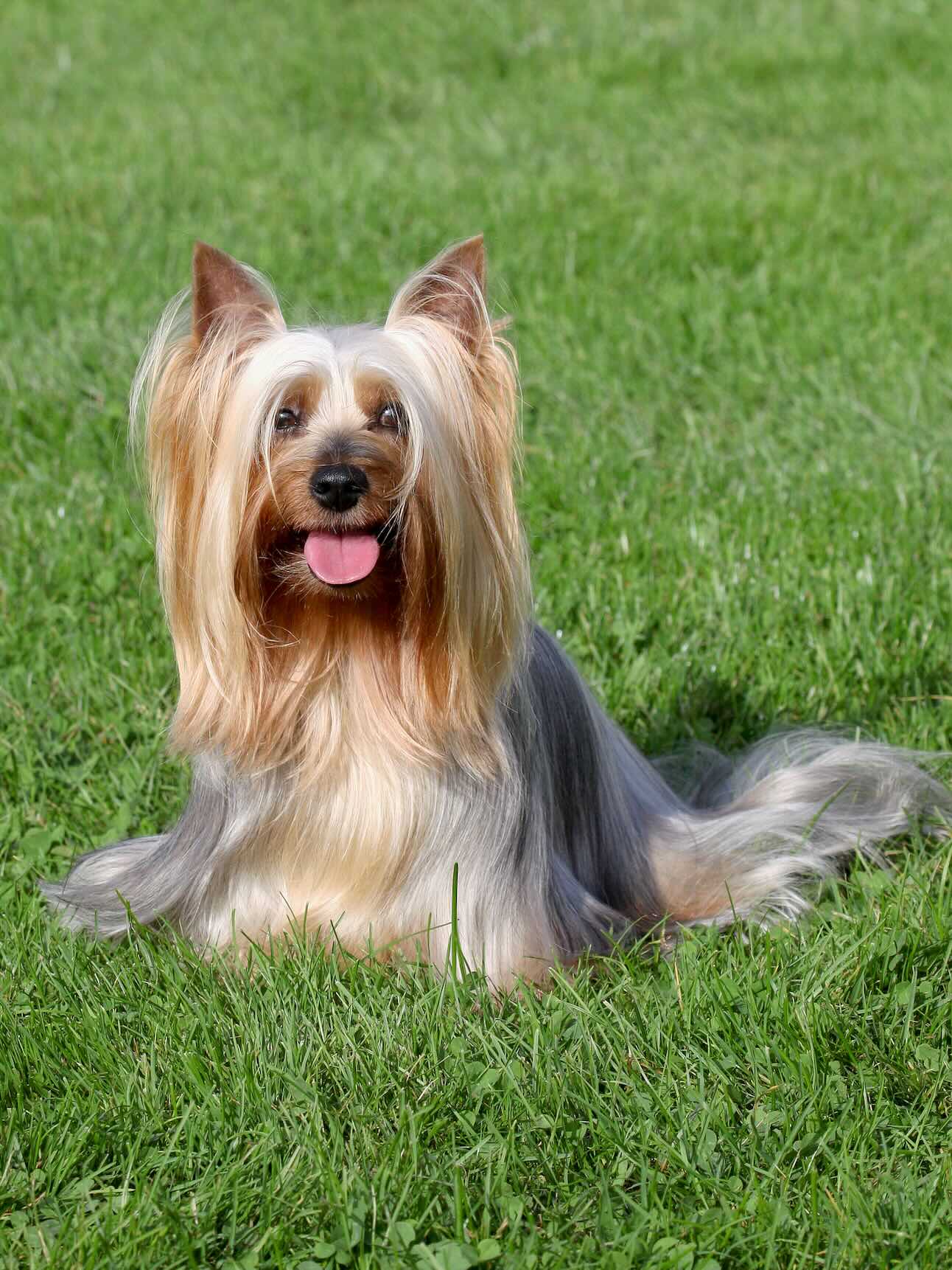 Silky Terrier with long hair sitting in grass