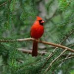 What To Know About Cardinals, According to Bird Experts