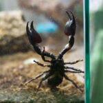 What Do Scorpions Eat?