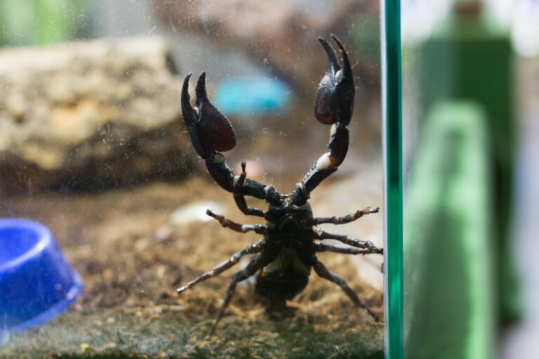 a pet scorpion in a terrarium.