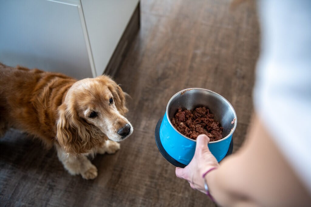a senior dog watches as their owner places their senior dog food down to eat.