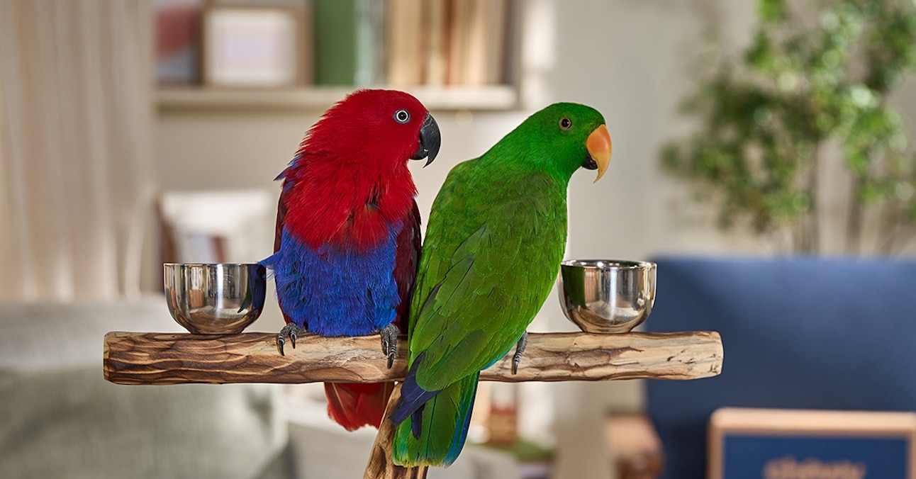 Two eclectus parrots sitting on a bird stand in a living room
