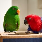 The 10 Best Talking Pet Birds