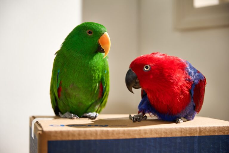 Two Eclectus parrots sitting on a Chewy box. Learn about the best talking birds