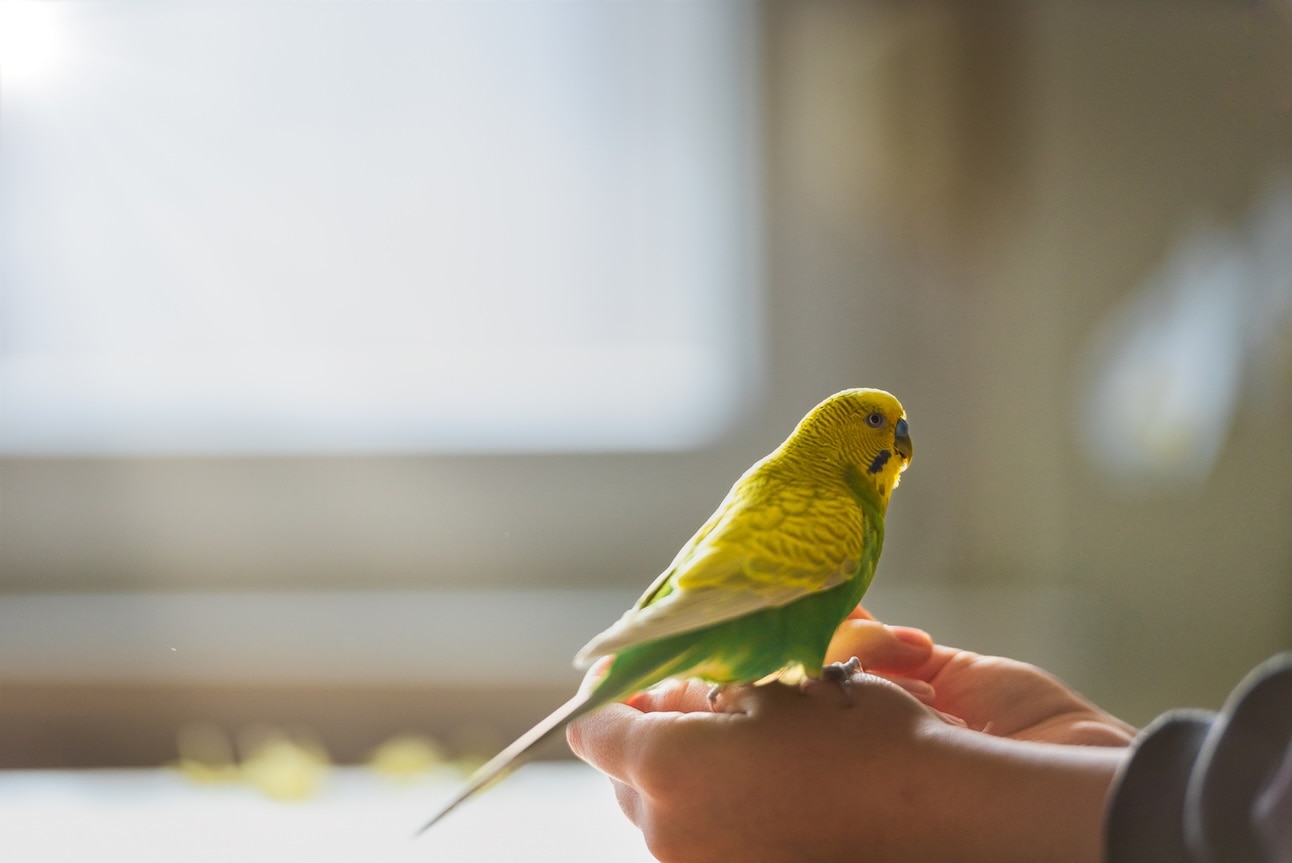 Yellow budgie sitting on a hand