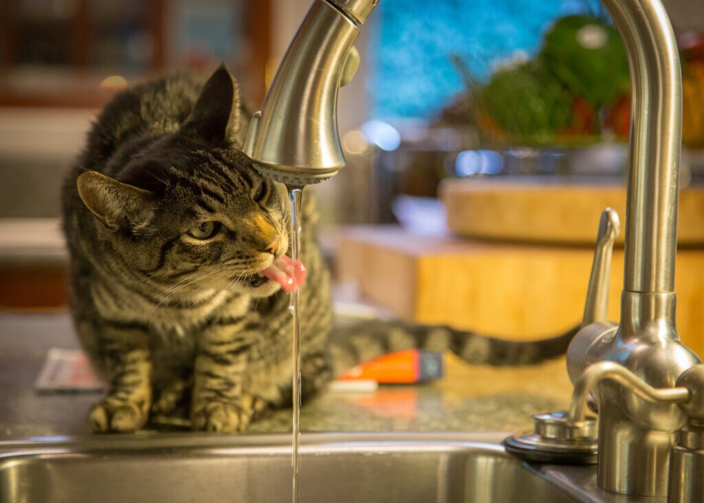 cat dehydration symptoms; a cat drinks from a faucet.