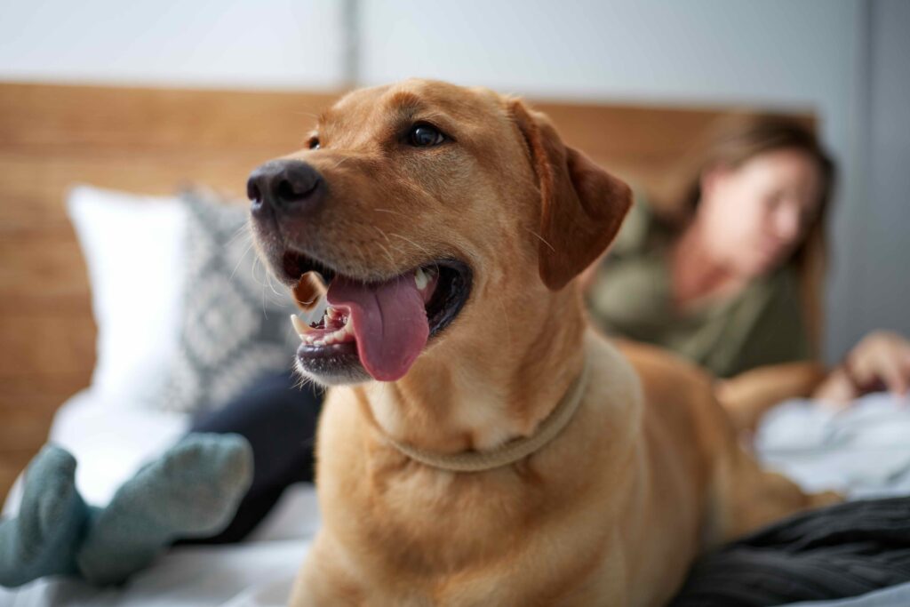 A Labrador retriever, a dog breed prone to arthritis, lies on a bed with his tongue out