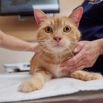 How Often Should I Take My Cat to the Vet?