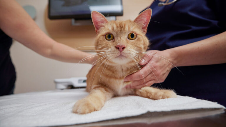 A cat being examined at a wellness vet visit
