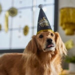 20 New Year’s Resolutions for Pet Parents in 2026