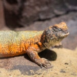 Uromastyx Care Sheet