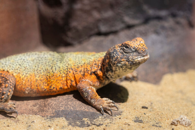 uromastyx lounging outside