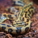 Carpet Python Care Sheet