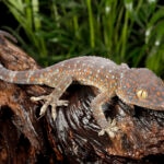 Tokay Gecko Care Sheet