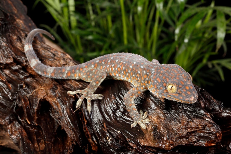 tokay gecko hanging out on a branch