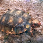 Cherry-Head Red Footed Tortoise Care Sheet