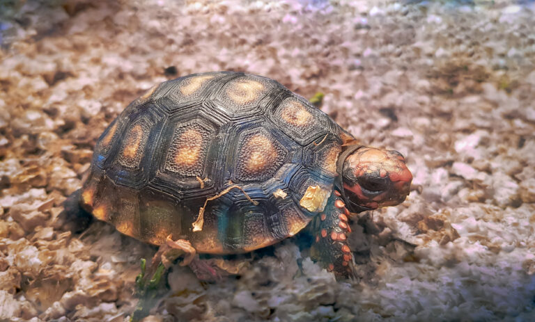 cherry head red footed tortoise exploring