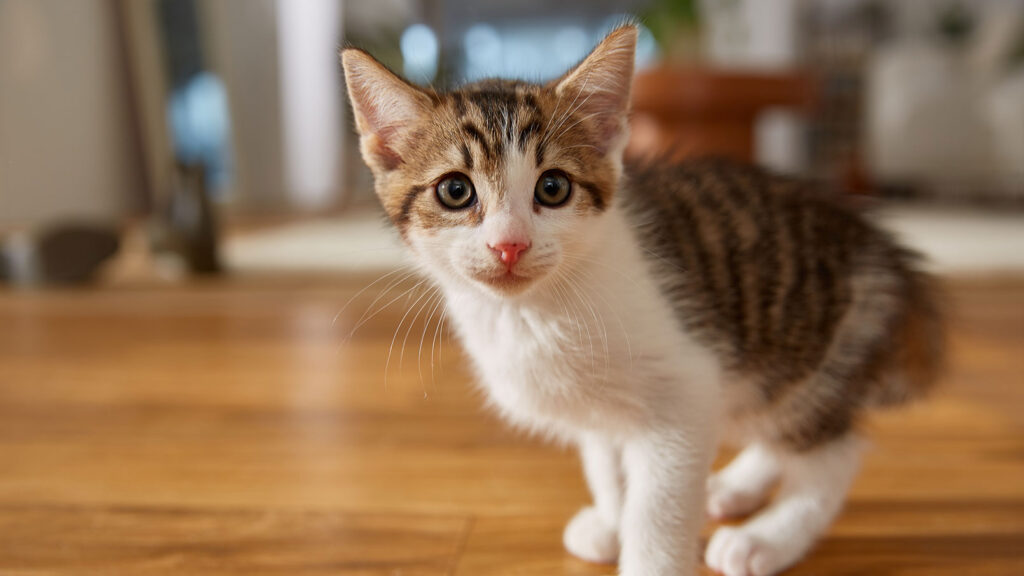 A kitten safely playing in their kitten-proof home