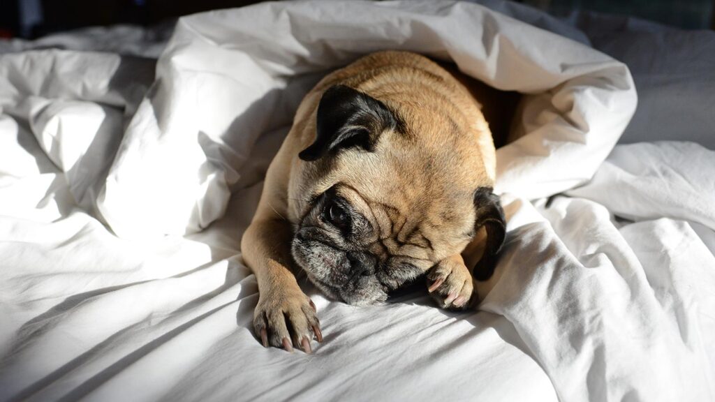 A sleeping dog during daylight saving time