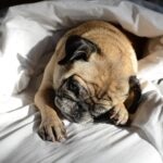 Are Dogs Affected by Daylight Saving Time?