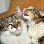 Why Do Cats Groom Each Other? Is This Normal?