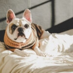 Why Do Dogs Circle Before They Lie Down? Is This Normal?