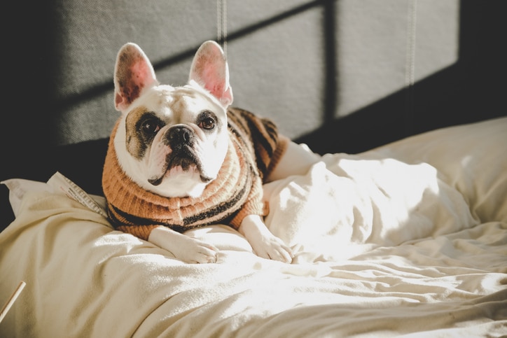 A French Bulldog in a winter sweater lies on a bed with white sheets.