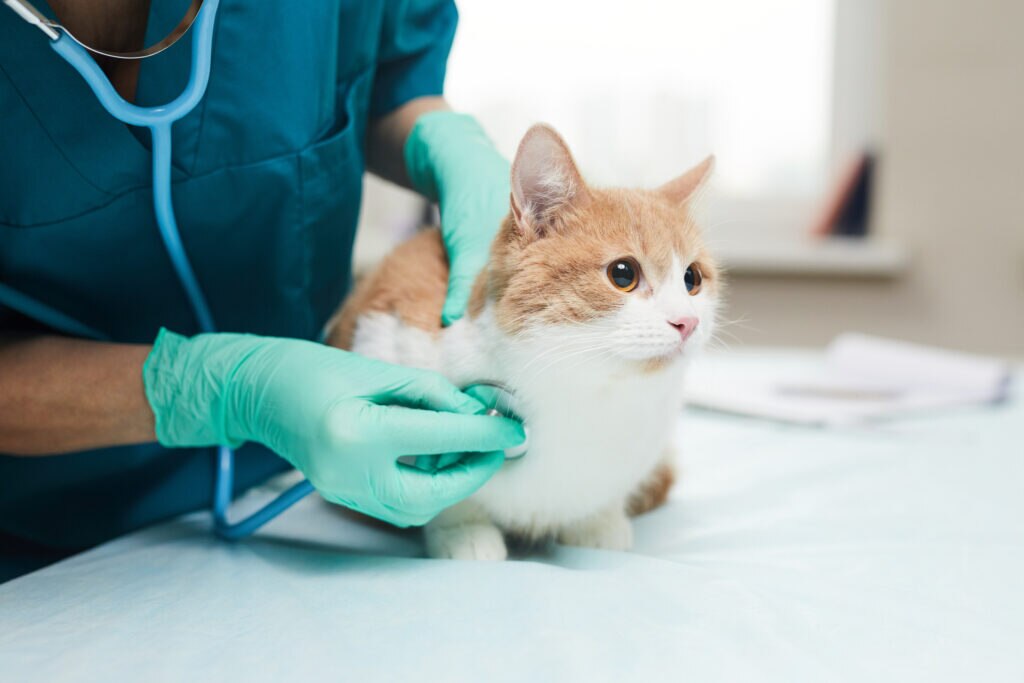 cat breathing heavy; a cat’s breathing is checked by a veterinarian with a stethoscope.