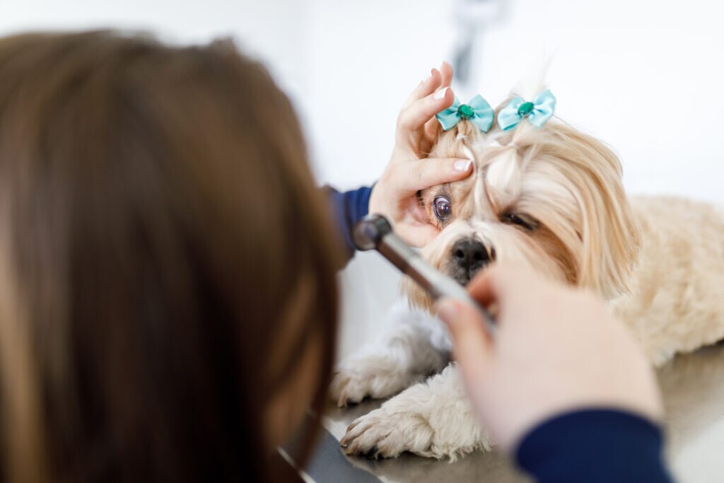 eye ulcers in dogs; a dog is examined for eye ulcers at the veterinarian.