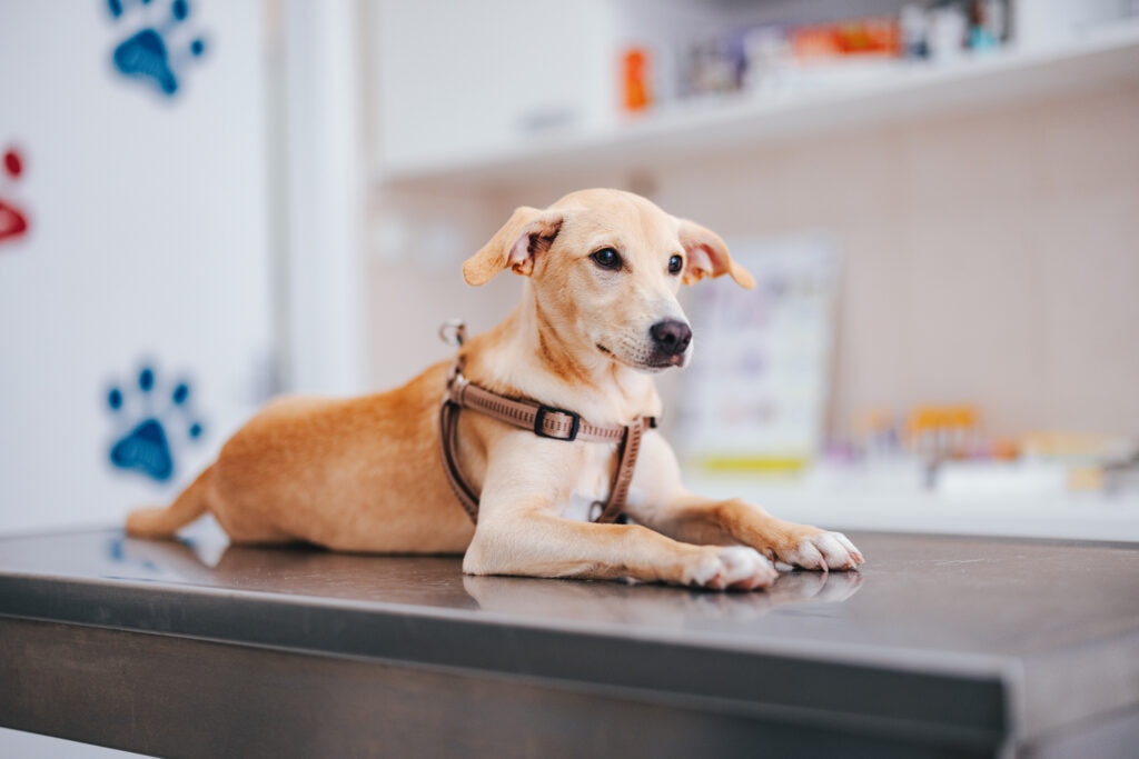 uti in dogs; a dog waits to be examined at the vet.