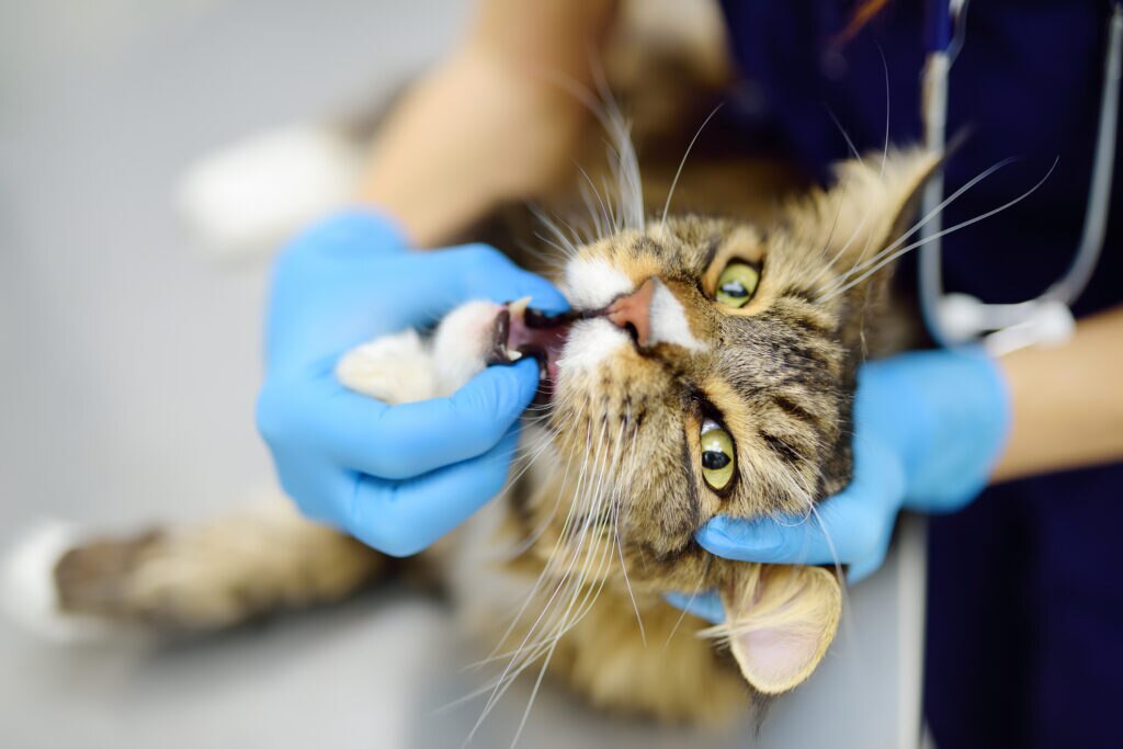 cat mouth ulcers; a vet examines a cat’s mouth for ulcers.