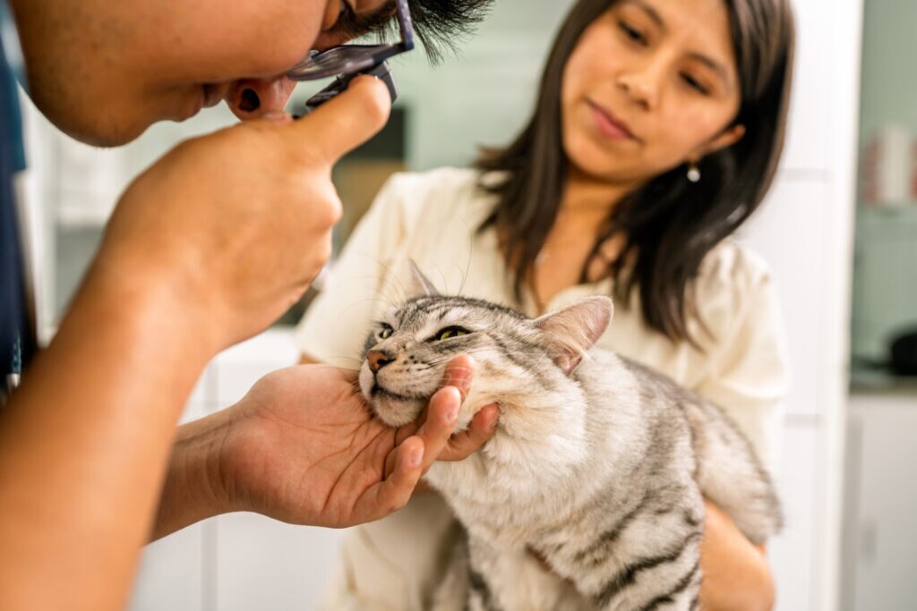 progressive retinal atrophy (PRA) in cats; a veterinarian examines a cat for PRA.