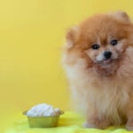 Can Dogs Have Cottage Cheese?