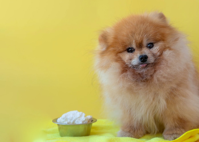A Pomeranian sits in front of a small bowl of cottage cheese against a bright yellow backdrop.