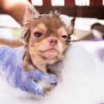 Mange in Dogs: Signs, Causes, and How To Treat