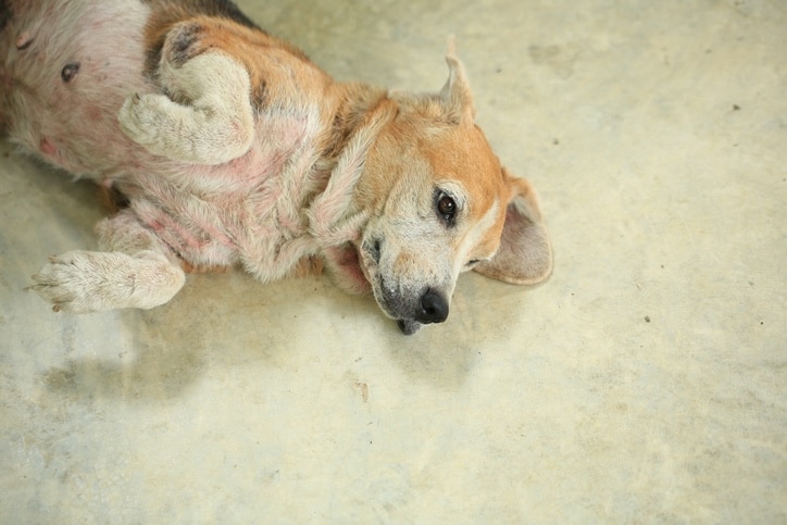 dog with sarcoptic mange 