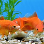 What Do Goldfish Eat? Your Guide to Pet Goldfish Food