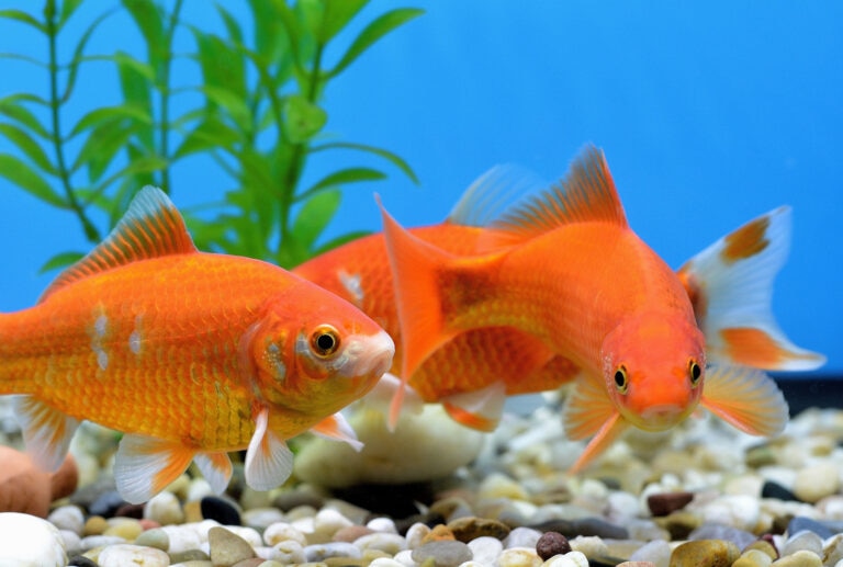 Lifestyle, " A beautiful, extreme close up, goldfish in an Aquarium."